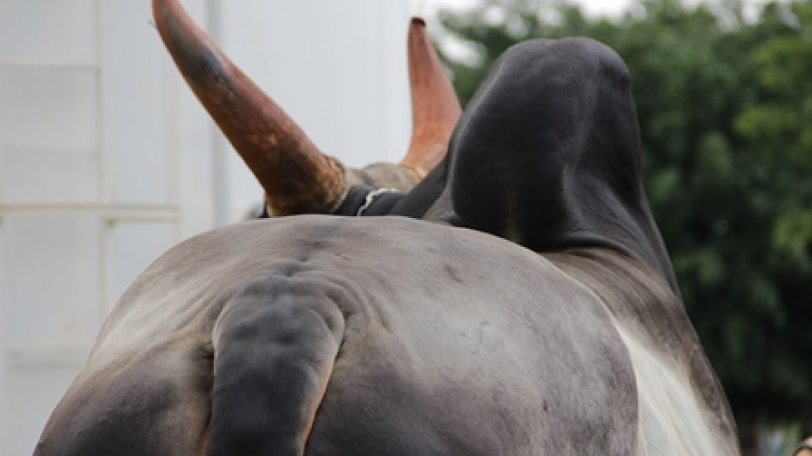 Guzerá on line pelo PMGZ Leite
