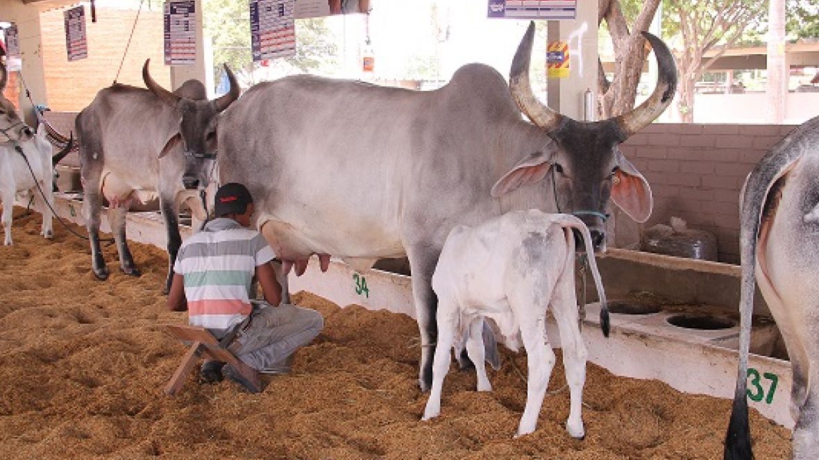 Workshop PMGZ LEITE reforça importância do Controle Leiteiro para melhoramento genético dos rebanhos