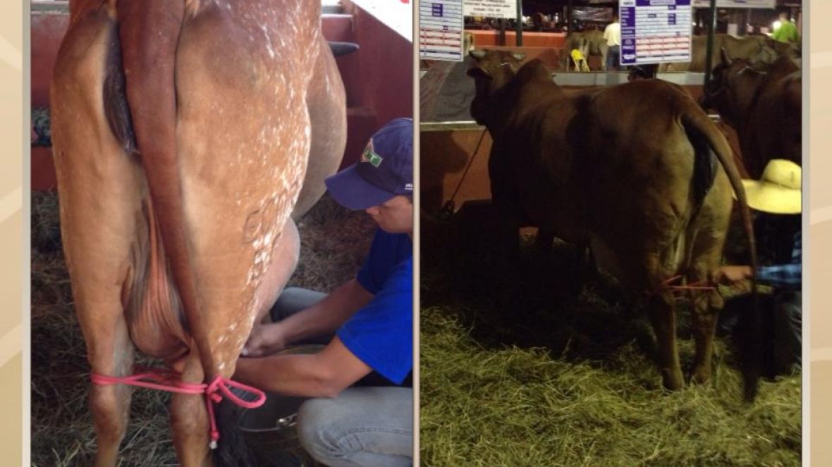 Expectativa de recordes de zebuínos na Interláctea 2013