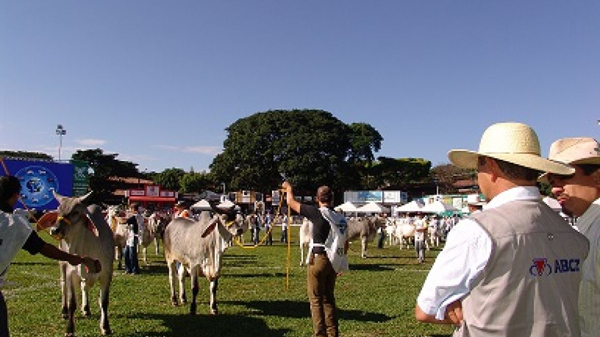 Comissões de raças e Colégio de Jurados avaliam ações de 2013