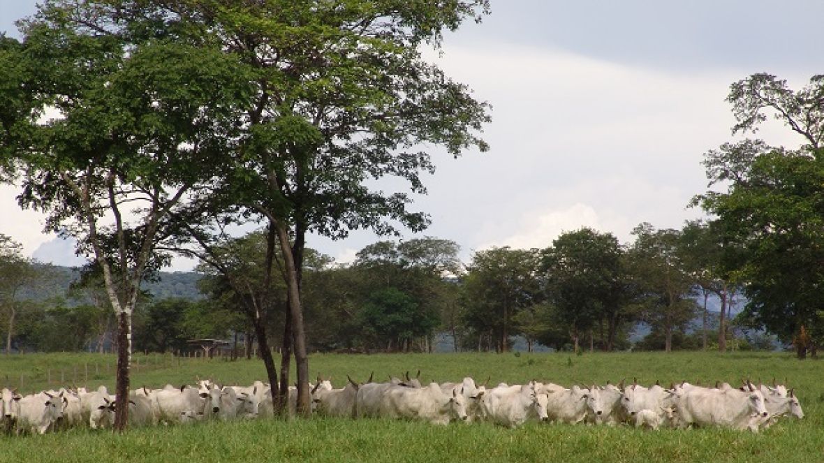 Emendas parlamentares podem viabilizar projetos para pecuária