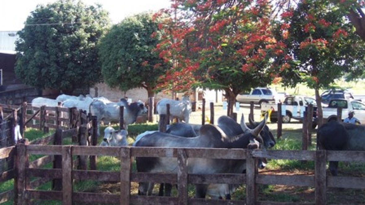 Pró-Genética fechou programação anual de feiras, em Itapagipe, MG  