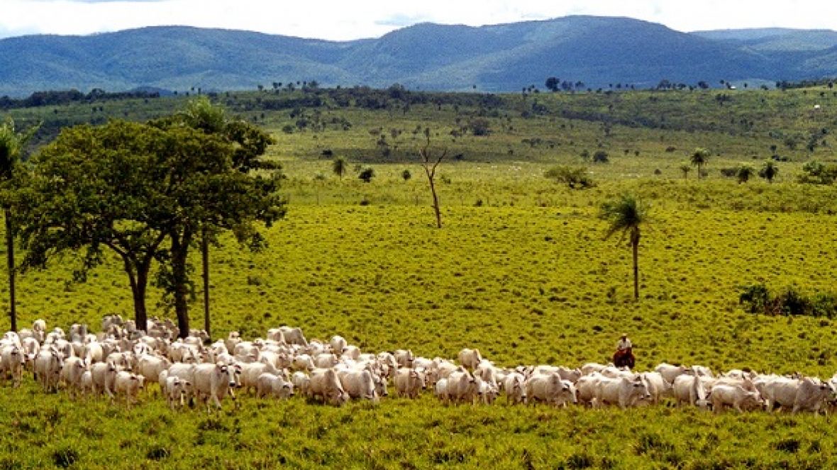 ABCZ amplia ações para fortalecimento da pecuária comercial 