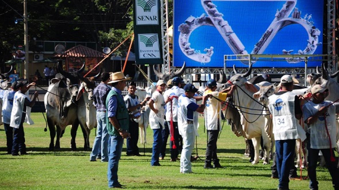 Inscrições abertas para a ExpoZebu 80 anos