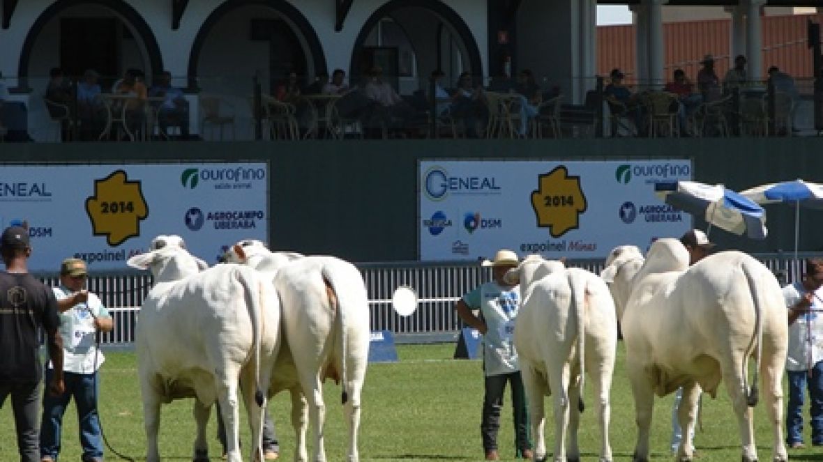 Novos times de písta do nelore estréiam na Expoinel Minas 