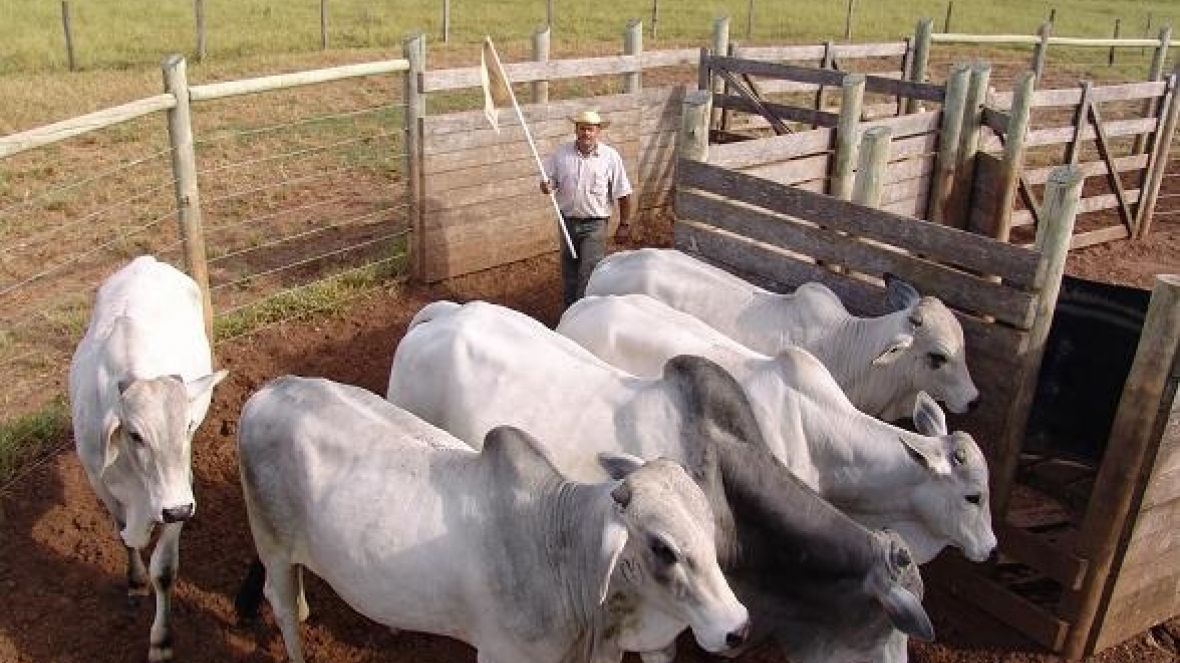 Manejo racional de bovinos é tema de curso on line do IEPEC