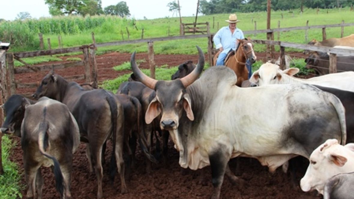 Pró-Genética abre 2014 em alta velocidade 