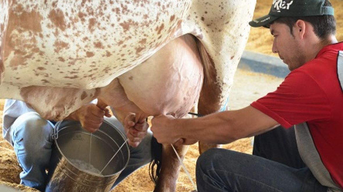 ExpoZebu: Inscrições para Concurso Leiteiro começam em 05 de março
