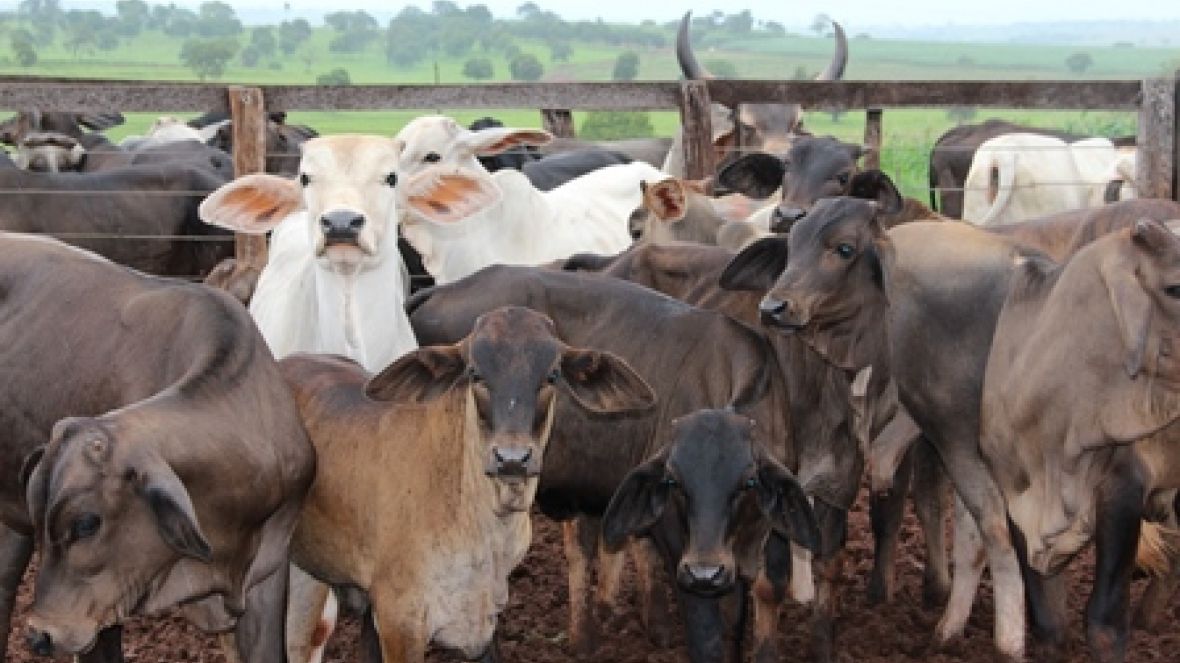 Pró-Genética tem adesão de mais dois estados 