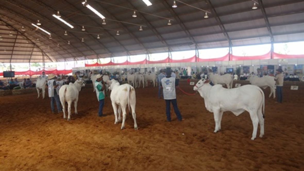 Encerrada 1ª Expo Nelore Avaré