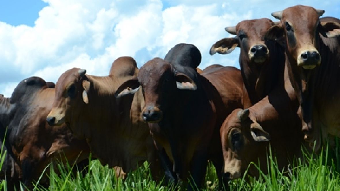 Pró-Genética agora é política pública 