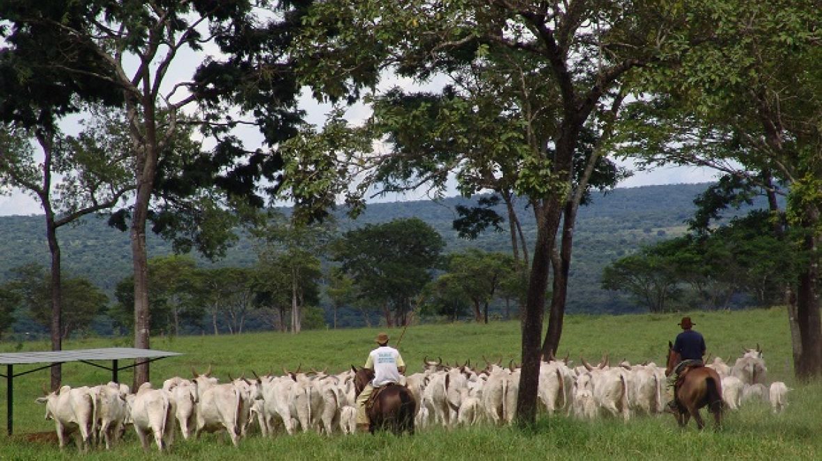 ABCZ dá início à parceria com o CEPEA