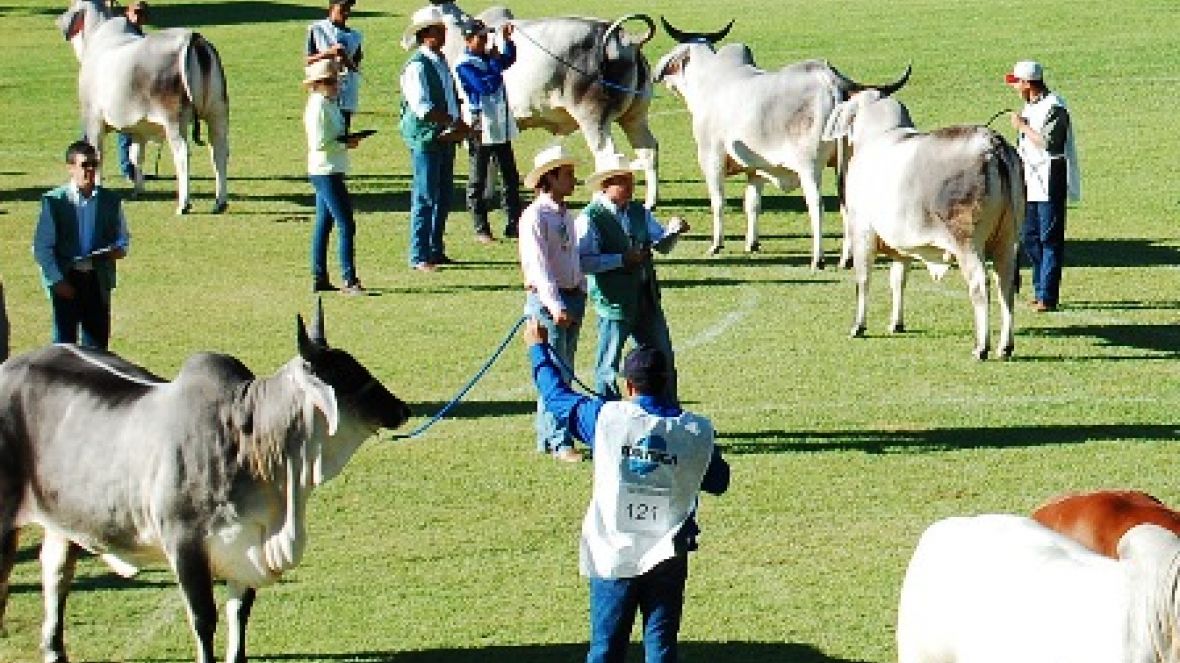 Começa escalação de jurados da ExpoZebu   