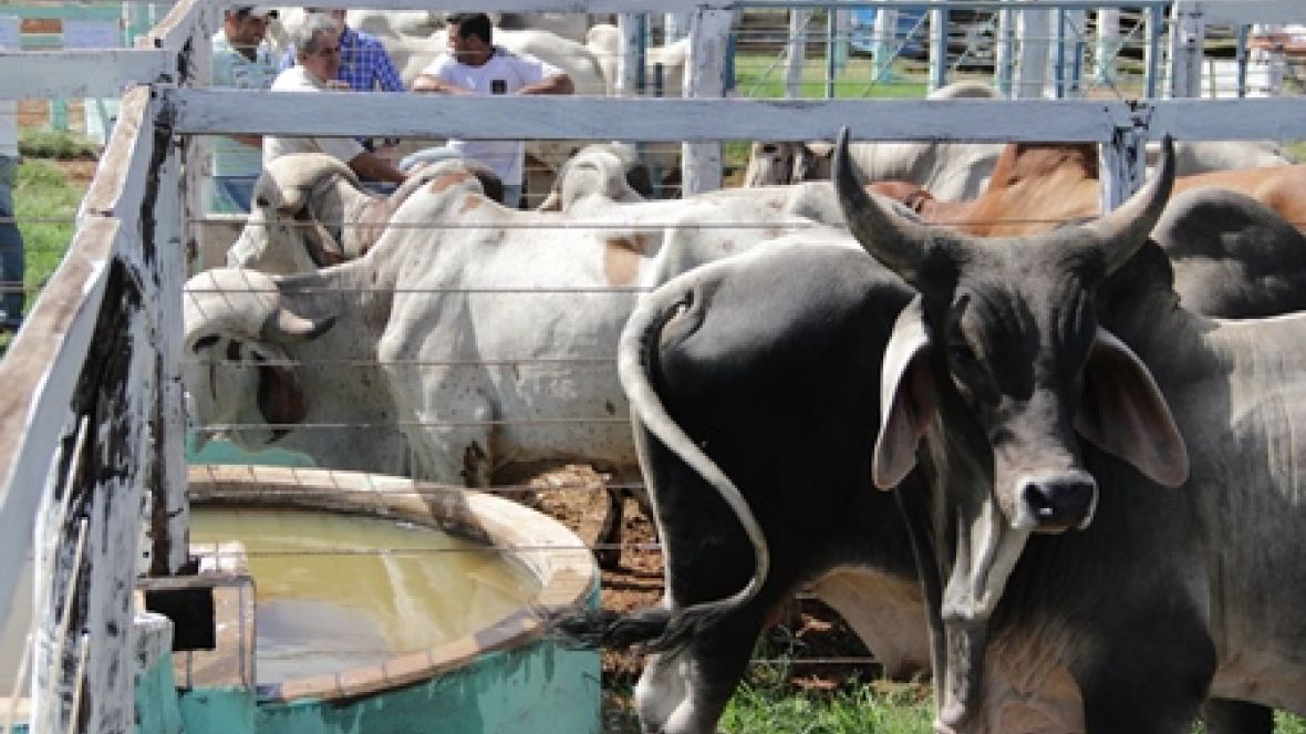 Pró-Genética 2014, trabalhos abertos com sucesso