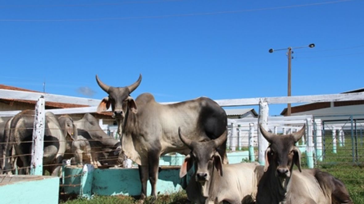 Pró-Genética fecha o mês em alta