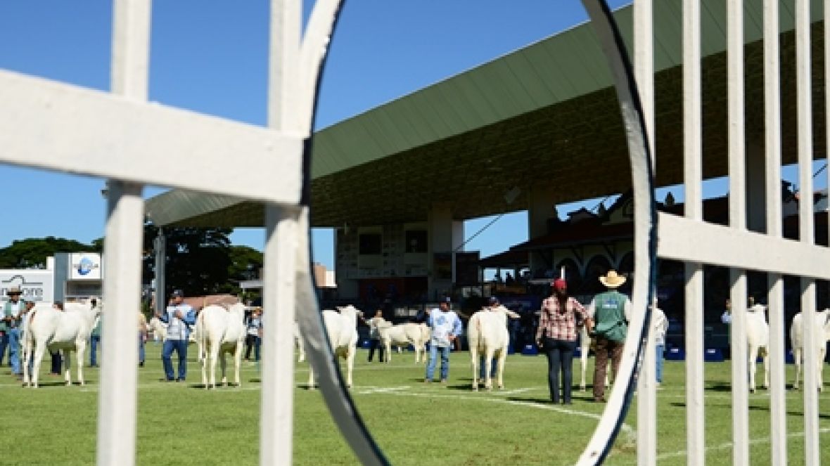 Definidos jurados da ExpoZebu 80 Anos