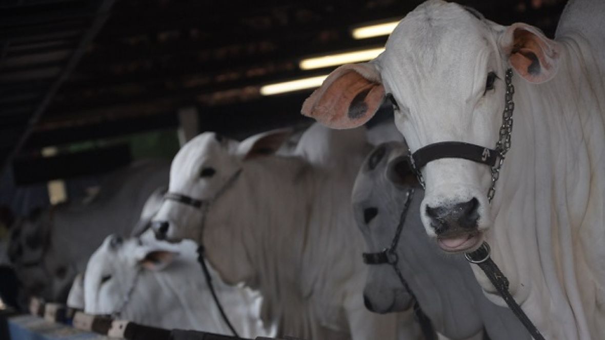 ExpoZebu: ABCZ amplia número de animais por expositor