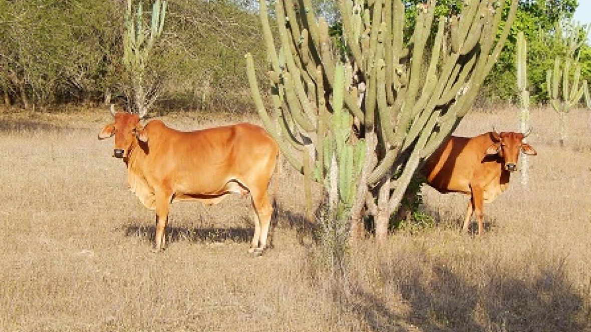 ExpoZebu 80 anos: Liberação da participação de animais de rebanhos do Nordeste