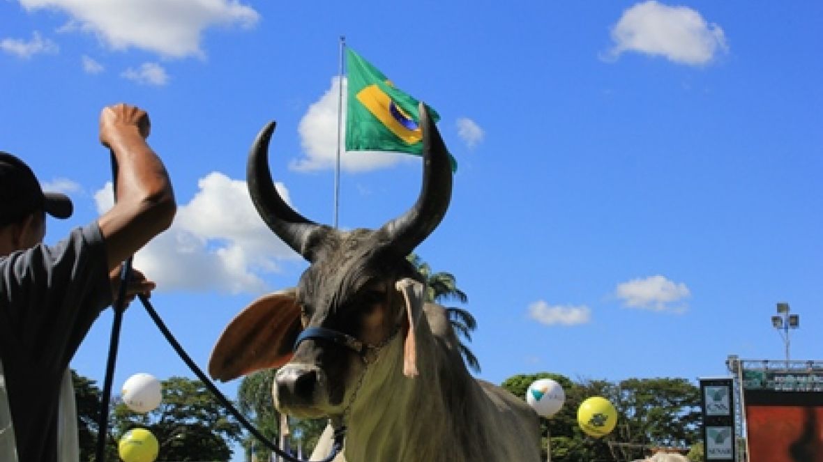 Quando o criador assume a tarefa do jurado