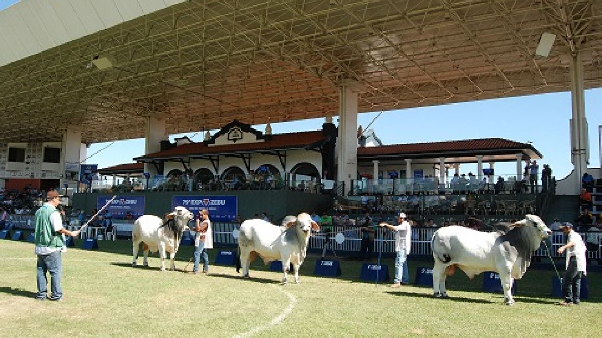 Inscrições para ExpoZebu 80 Anos continuam abertas