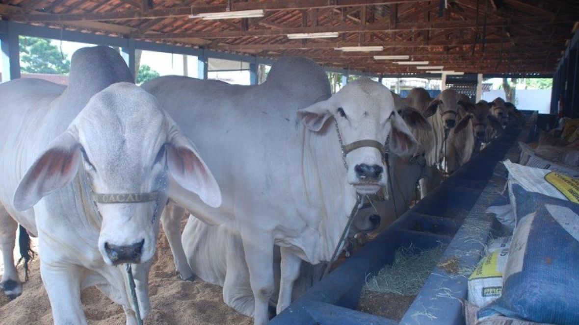 ExpoZebu 80 Anos: Inscrições encerram na segunda