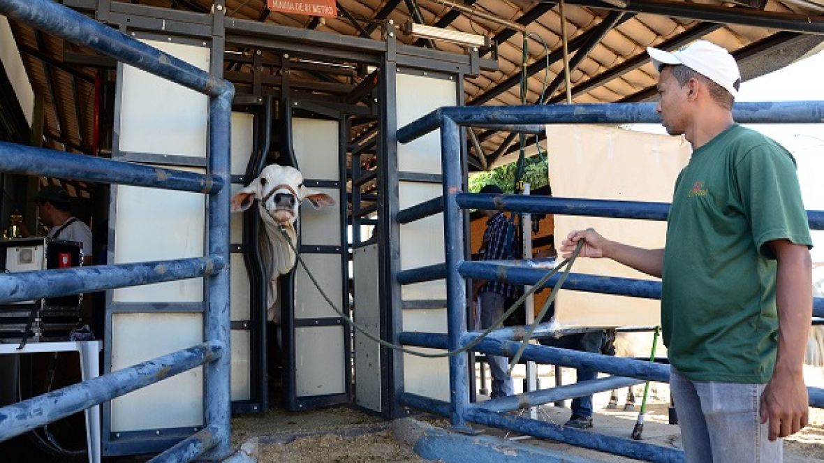 ExpoZebu 80 Anos: recepção de animais vai até amanhã