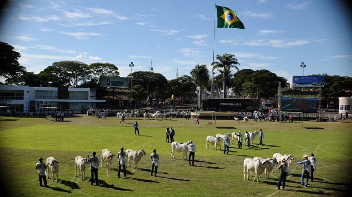 Começam os julgamentos da ExpoZebu 80 anos