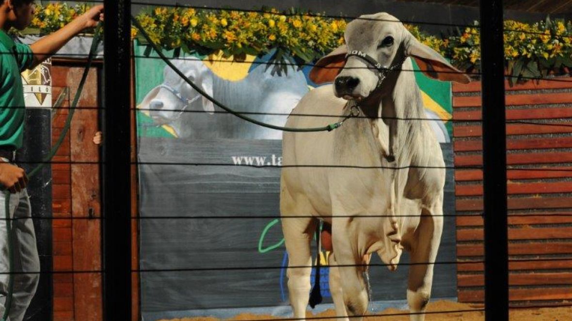 Leilões movimentam mais de R$28 milhões