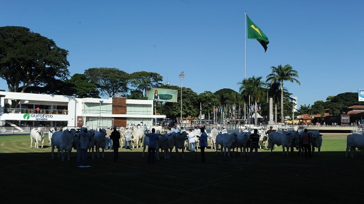 ExpoZebu premia campeãs do Matriz Modelo 