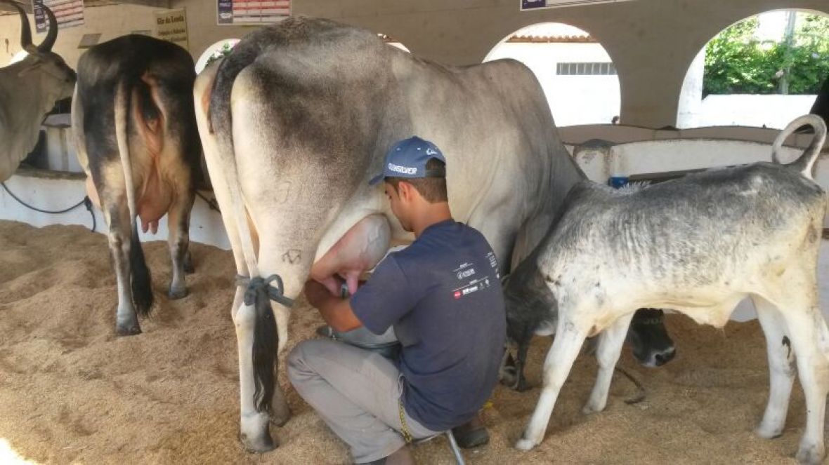 Raça Guzerá bate recorde na Expo Curvelo