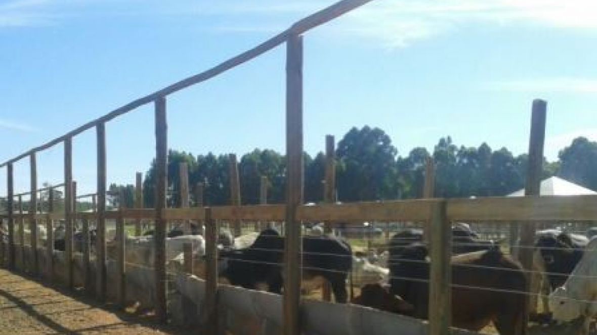 ABCZ e ACZP mostram o desempenho do zebu no Planalto Central 