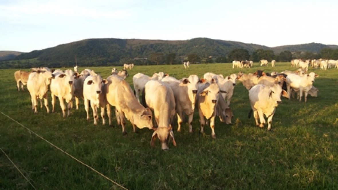 Divulgado resultado da 2ª PGP Coletiva da Fazenda Querença