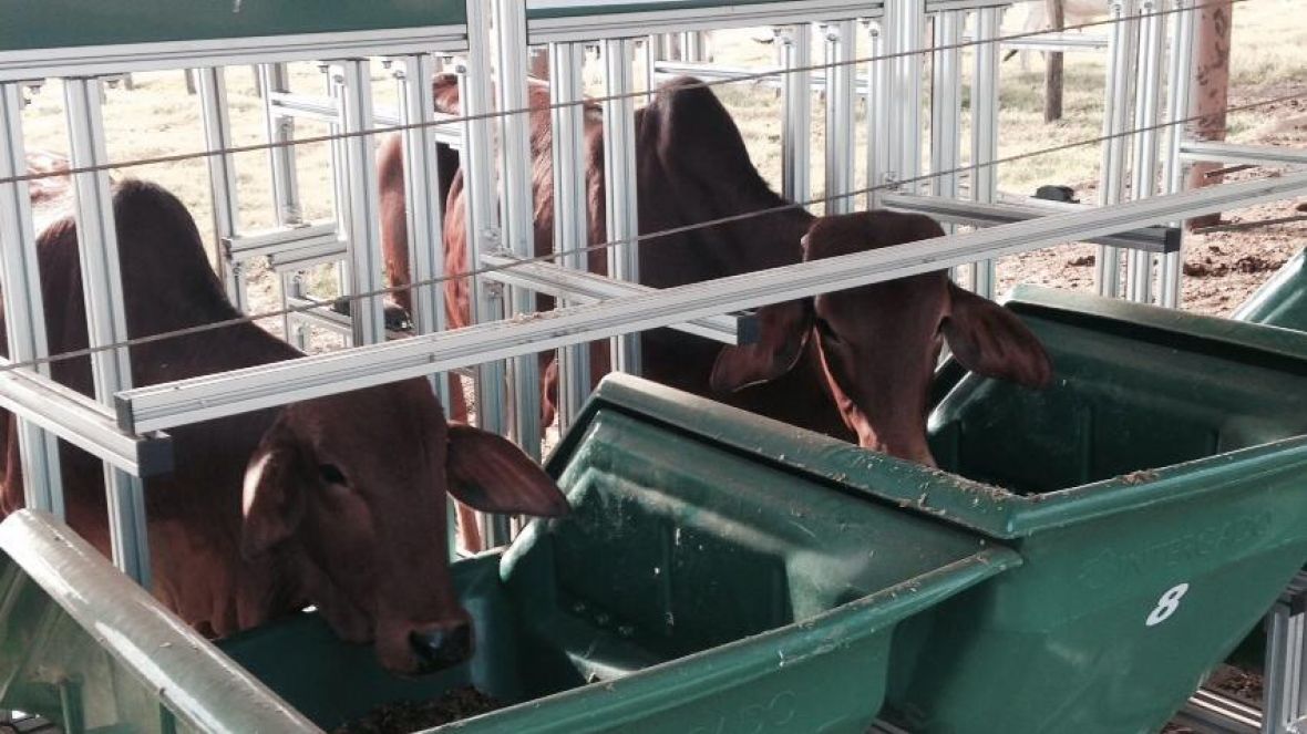 Começa na FAZU a 1ª Prova de Eficiência Alimentar