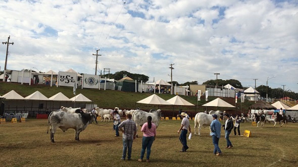 48ª Fapi Ourinhos tem julgamento de zebuínos