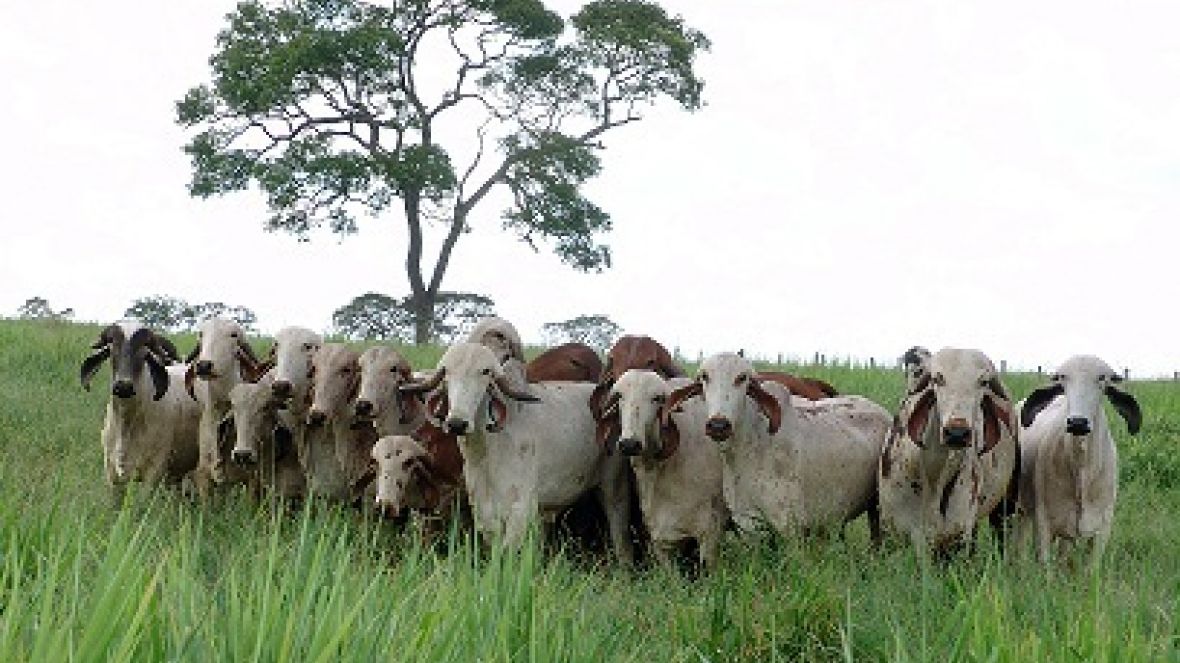 ABCZ disponibiliza avaliações genéticas de Gir