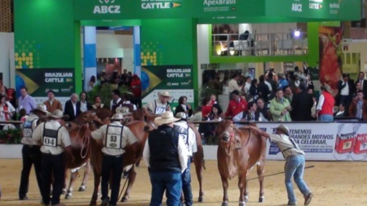 Colômbia, próxima escala do Brazilian Cattle 