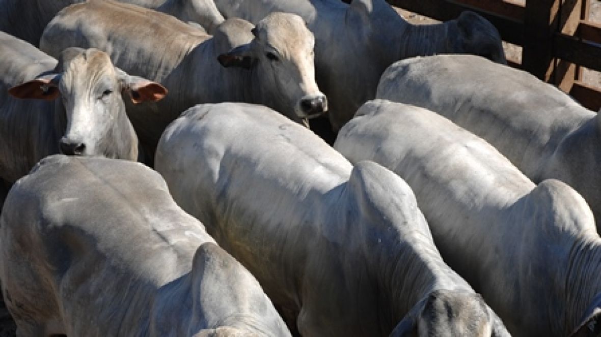 Números de abate de bovinos evoluem 