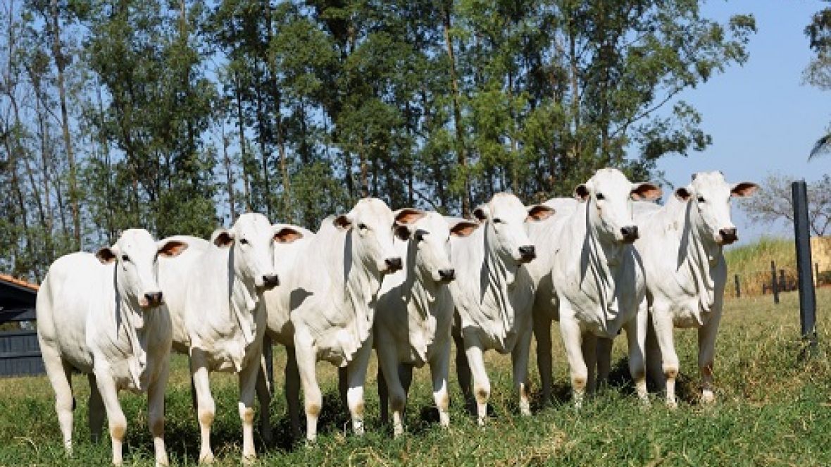 Projeto Nelore JOP realiza Dia de Campo com Nelore POI 