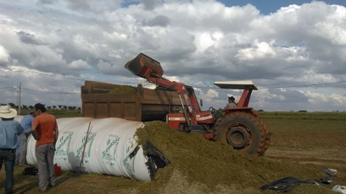 Silagem produzida na ExpoZebu Dinâmica abastece mercado