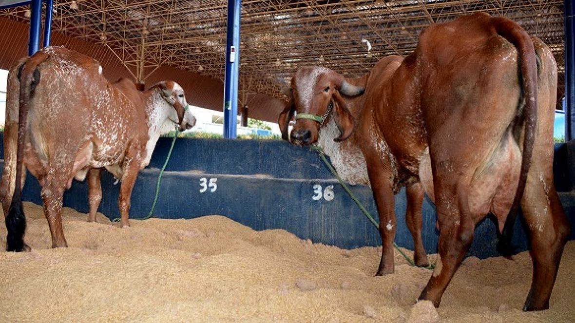 Zebuínos estreiam na Megaleite 2014