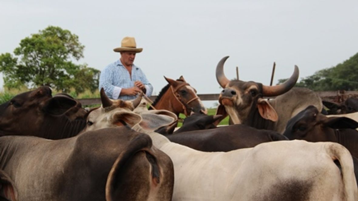 Ao pecuarista, nossos parabéns!