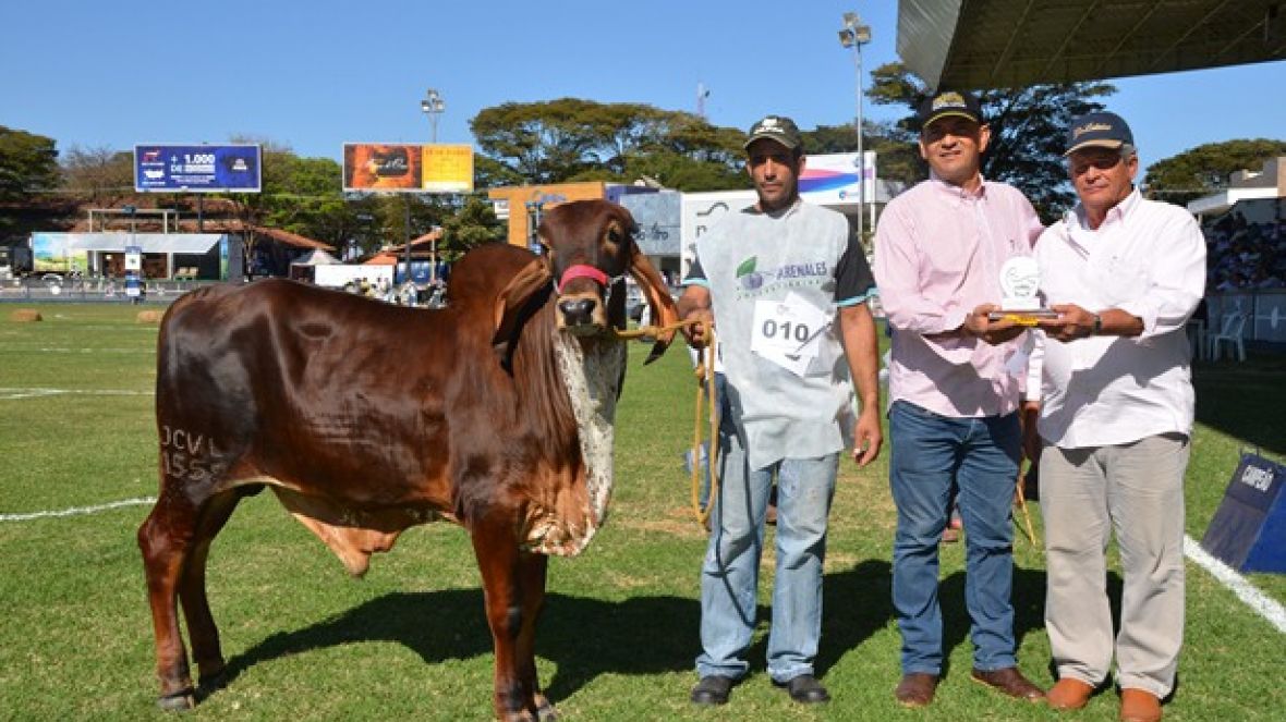 PMGZ Leite disponibiliza consulta de avaliações genéticas na Megaleite  
