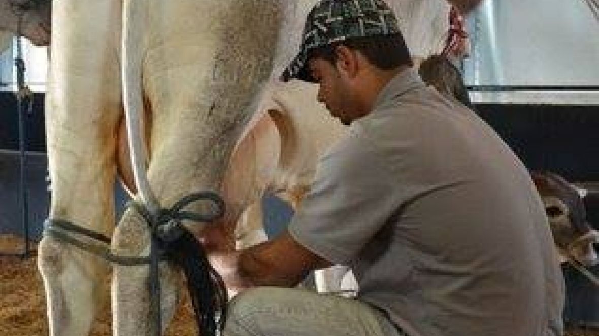 Concurso Leiteiro de zebuínos termina na Megaleite 2014