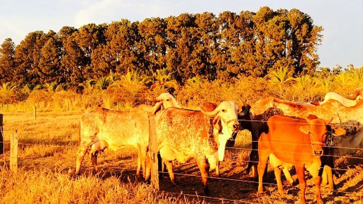 Dobra procura por uma vaga no Concurso Leiteiro Natural 