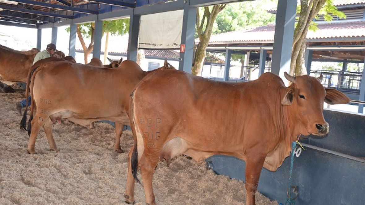 ExpoGenética 2014 começa neste sábado
