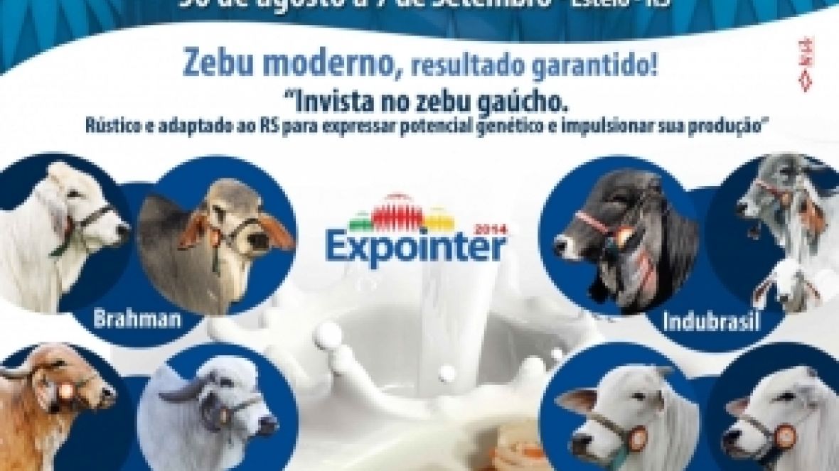 Zebu gaúcho preparado para entrar em pista