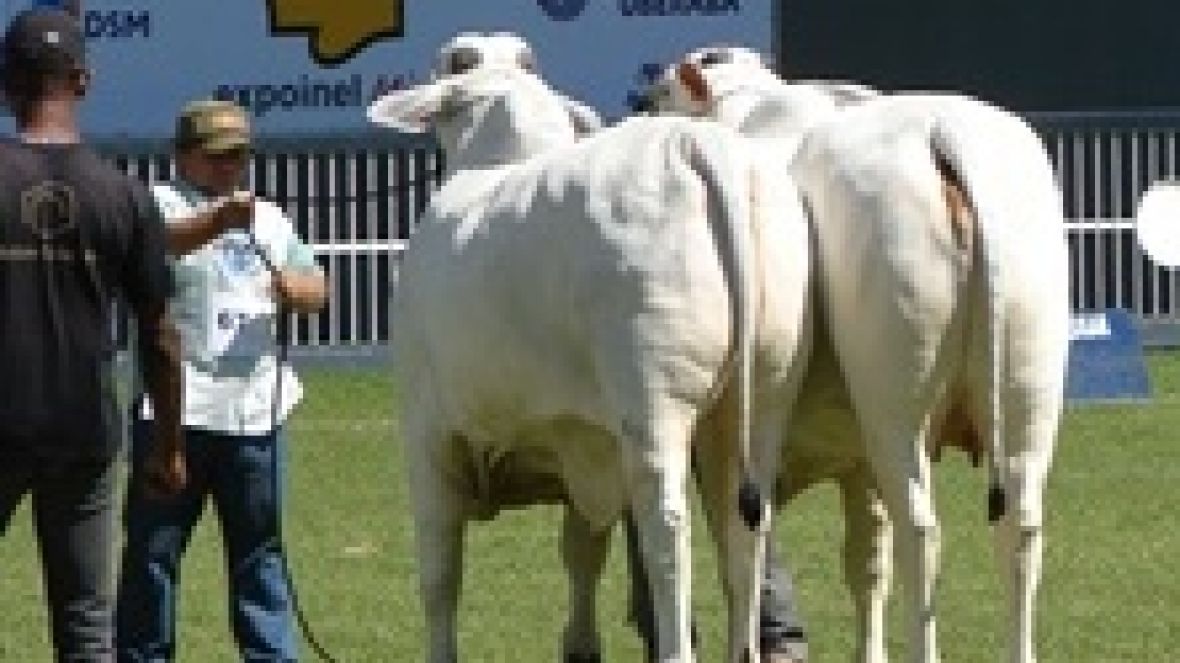 Prazo final para inscrições de animais na Expoinel