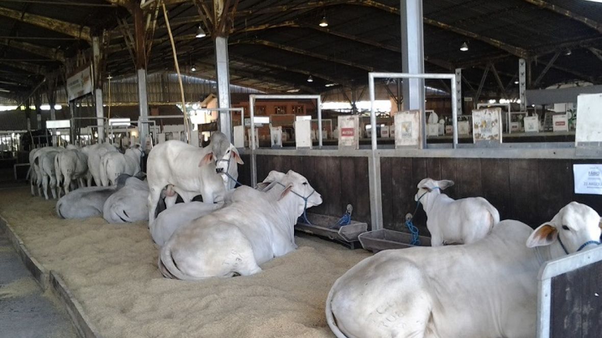 ABCZ terá programação extensa na Expointer