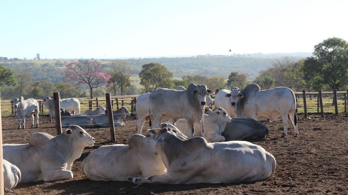 PNAT 2026: ABCZ divulga segunda lista de touros pré-selecionados