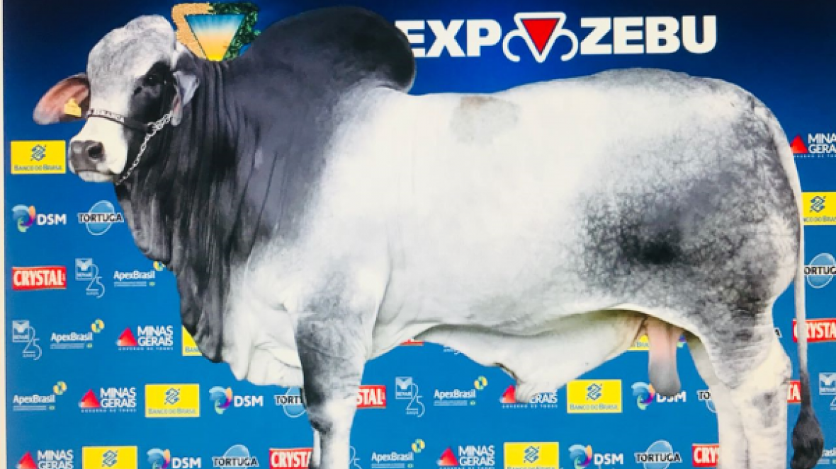 Grande Campeão Nacional Brahman da ExpoZebu 2017 é eleito melhor touro do mundo